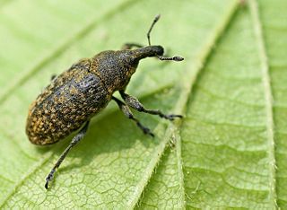 <i>Larinus planus</i> Species of beetle