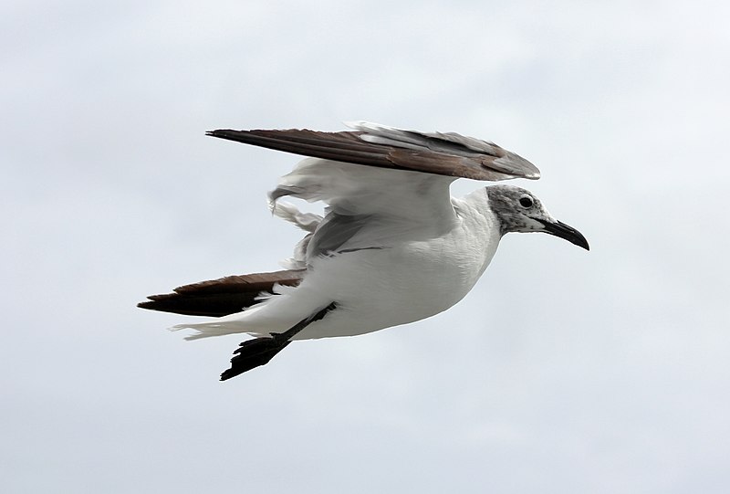 File:Larus atricilla - Laughing Gull (7883754394).jpg