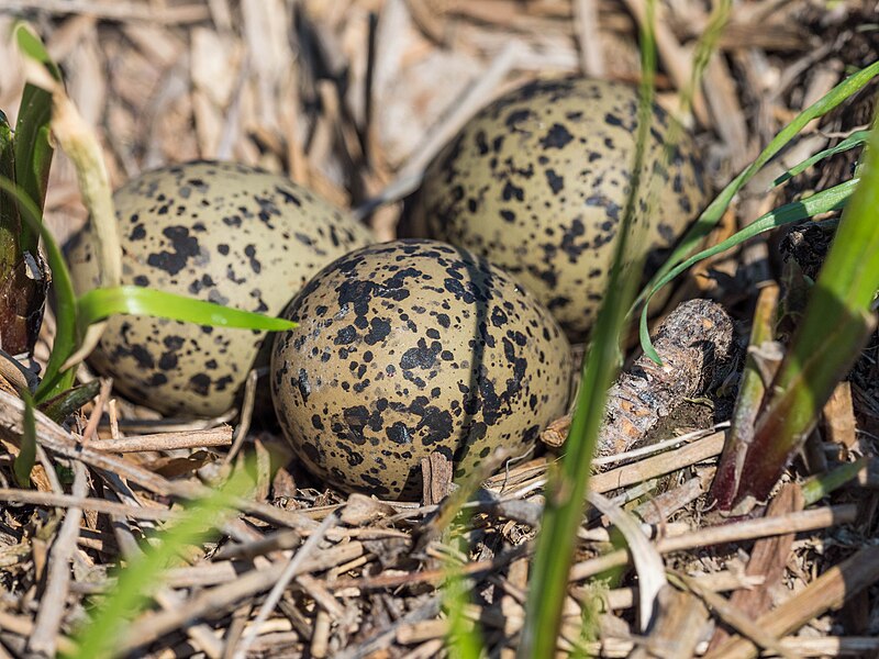 File:Larus canus EM1B9574 (33952162873).jpg