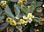 Laurus nobilis flowers.jpg
