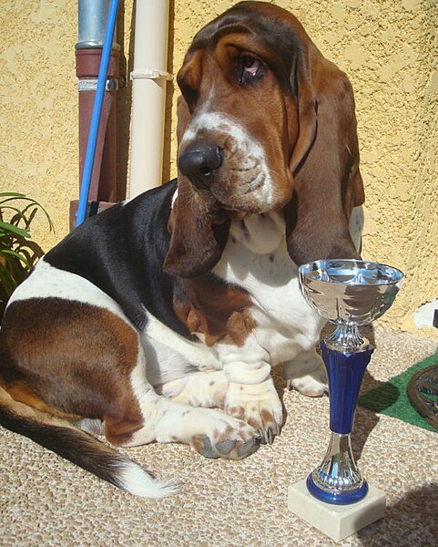 File:Le basset-hound.jpg