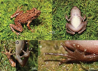 <span class="mw-page-title-main">Chishui leaf litter toad</span> Species of toad originating in Eastern Asia