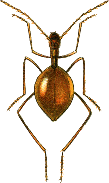 File:Leptoderus hohenwarthi Jacobson.png