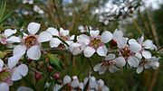 Thumbnail for File:Leptospermum squarrosum (7486551536).jpg