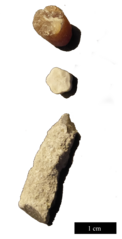 File:Lernacken fossilier.tif (Category:Crinoidea)