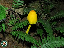 Leucocoprinus brunneoluteus.jpg