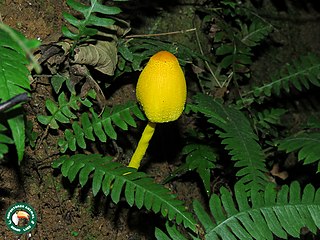 <i>Leucocoprinus brunneoluteus</i> Species of fungus