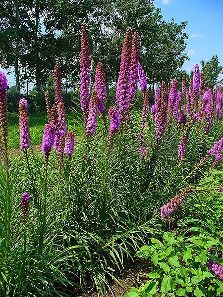 File:Liatris spicata 001.JPG