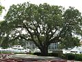 The Liberty Oak at Harbour Town Marina