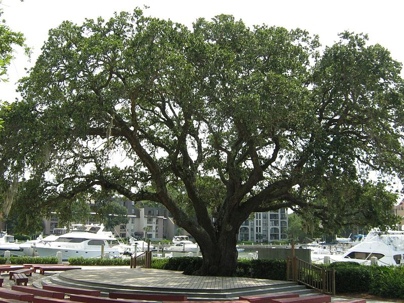 File:Liberty Oak Harbour Town August 2007.jpg