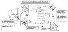 Life cycle of farmer D. discoideum Life-cycle of farmer dictyostelium discoideum.jpg