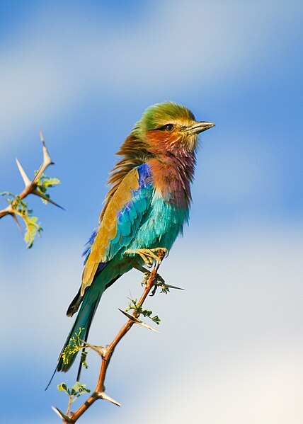File:Lilac-breasted Roller on Acacia tree in Botswana series - image 3 of 3.jpg