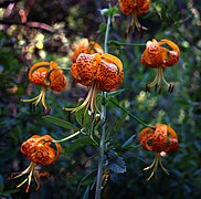 Lilium pardalinum