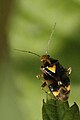 Liocoris tripustulatus