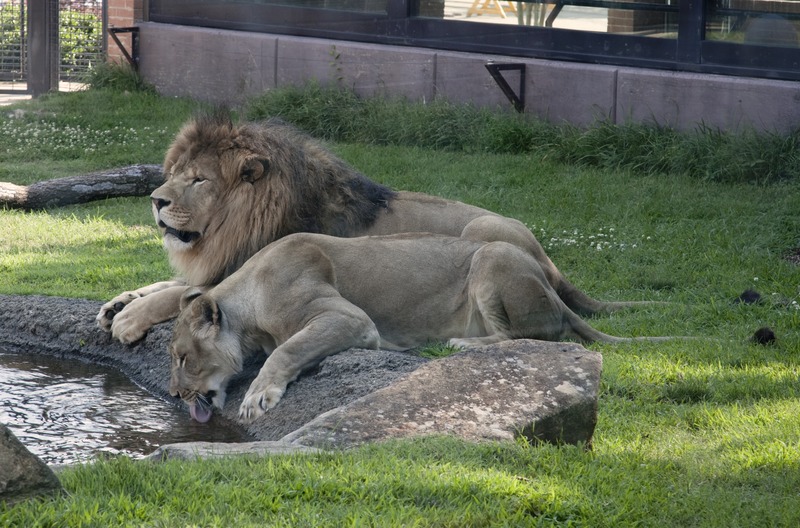 File:Lions, Alabama LCCN2010640705.tif