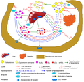 Metabolismus lipoproteinů