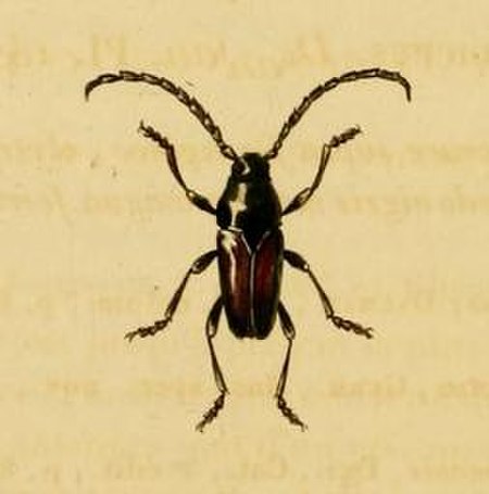 Lissonotus spadiceus