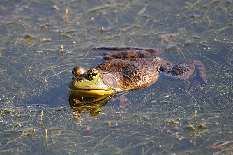 File:Lithobates catesbeianus 2 MP.jpg