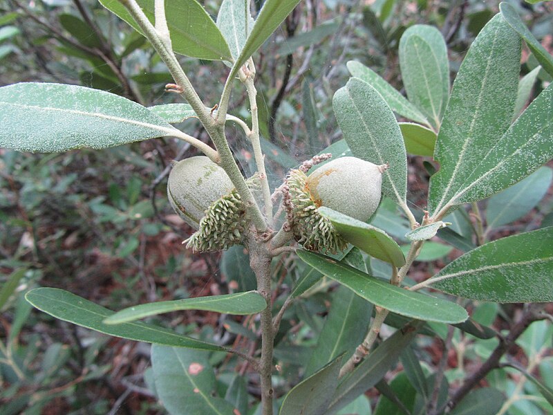 File:Lithocarpus densiflora var. echinoides acorns. - Flickr - theforestprimeval.jpg