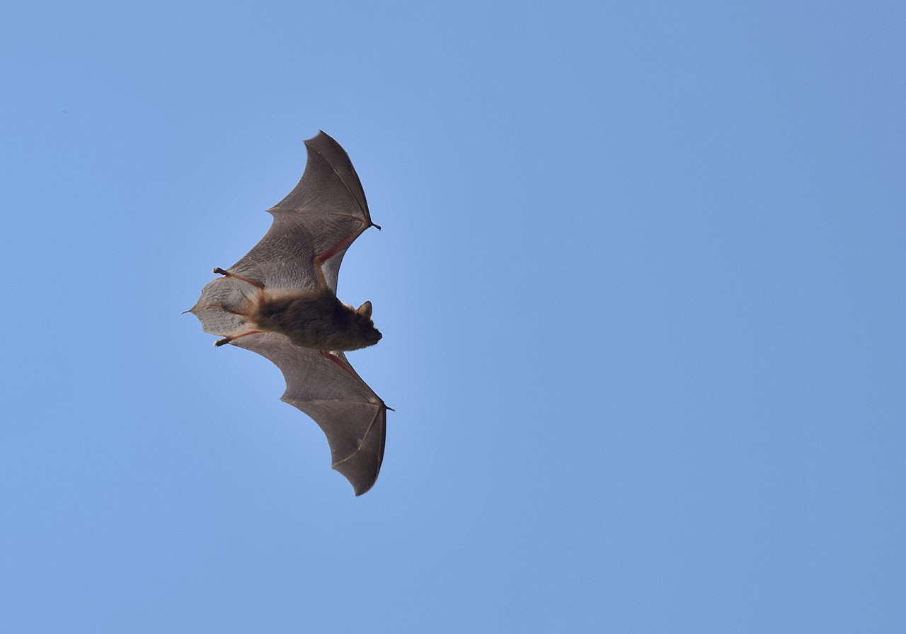 File:Little brown bat in mist net (5929943005).jpg - Wikimedia Commons