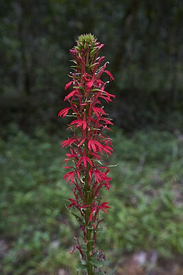 Cardinal lobelia inflorescence (Lobelia cardinalis)