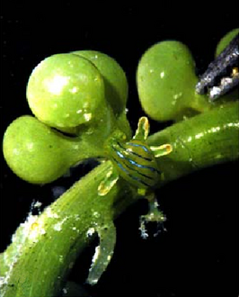 Lobiger viridis