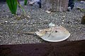 Long Island Island Aquarium 2018 022.jpg