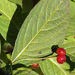 葉腋から花柄を伸ばし、なかばで合着した2個の赤く熟した果実