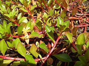 Ludwigia repens.JPG