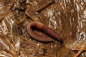 Lumbricus rubellus, representante da família Lumbricidae