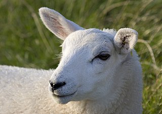Lundy lamb (head detail)