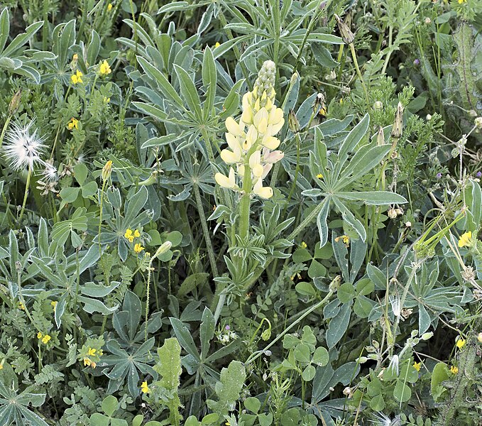 File:Lupinus gredensis 20140415 c.jpg