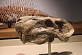 1st saber-tooth instance: Gorgonopsidae (Theriodontia, Therapsida, Synapsida) – Lycaenops angusticeps skull