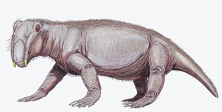 Lystrosaurus was the most common synapsid shortly after the Permian–Triassic extinction event.