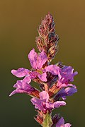 Lythrum salicaria flowers - Kulna.jpg