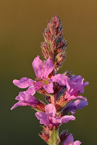 Lythrum salicaria