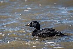 Männliche Trauerente (Melanitta nigra) - Spiekeroog, Nationalpark Niedersächsisches Wattenmeer.jpg