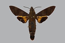 Macroglossum haxairei BMNHE813696 male up.jpg