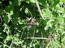 Blätter, Blüten und Schoten