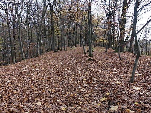 Foliage in the forest