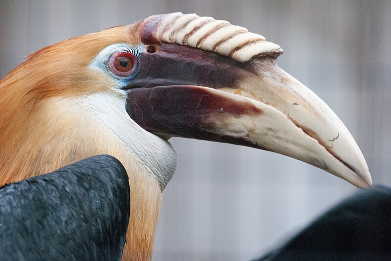 File:Male Blyth´s hornbill.jpg