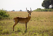 Male Ugandan kob - Queen Elizabeth National Park, Uganda.jpg