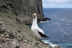 Malpelo