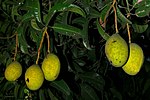 Vorschaubild für Wohlriechende Mango