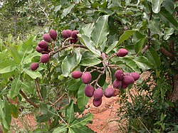 Maranthes polyandra kun koko-ĉerizoj