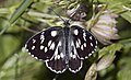 * Nomination Marbled white (Melanargia galathea) male form procida --Charlesjsharp 07:52, 27 July 2022 (UTC) * Promotion  Support Good quality. --Jsamwrites 09:22, 27 July 2022 (UTC)