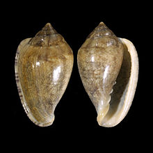 Marginella orstomi 001.jpg