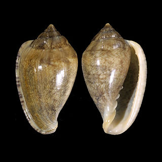 <i>Marginella orstomi</i> species of mollusc