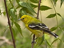 White-tailed iora female Marshall's Iora f MG 6245 GarimaBhatia.jpg