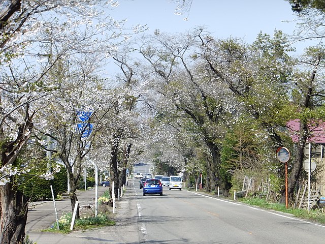 Cherry blossom trees along the National Route 105 in Akita Prefecture